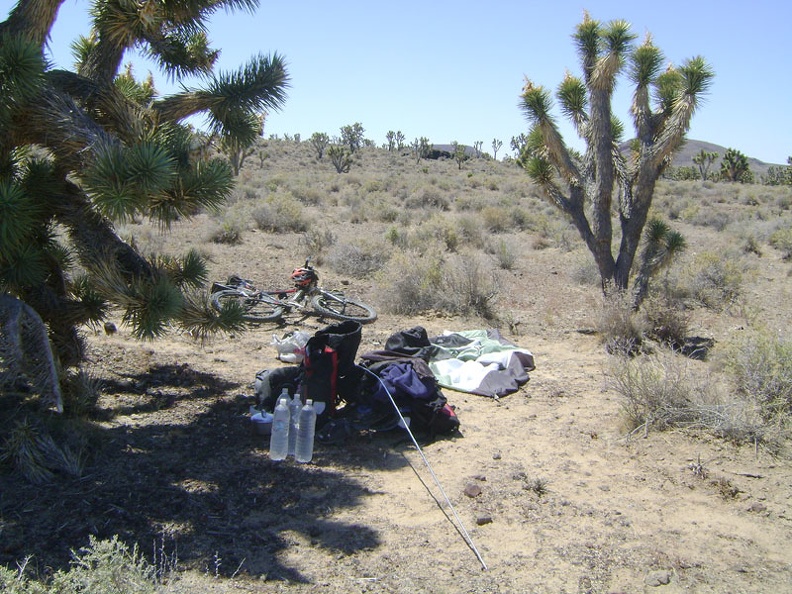 After one last camp breakfast and a pot of tea, I take down the tent while enjoying the Cima Dome joshua tree forest