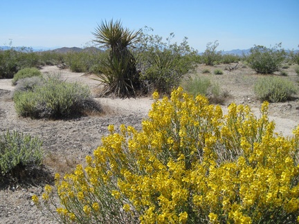 More desert senna blooms, and sweet scent, along Kelbaker Road