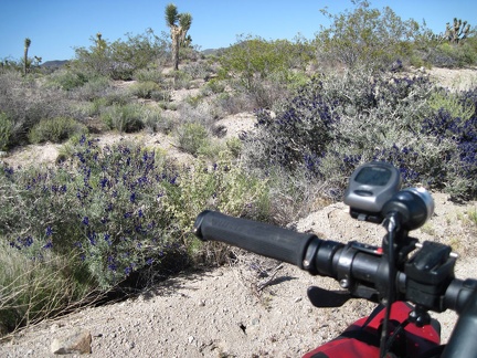 I take note of some blooming indigo bushes as I get closer to the powerline road