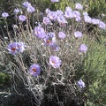 I set up my tent, then go for a walk; Mojave asters along the powerline road near Kelso Peak