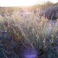 Orange desert mallow flowers and dark-blue indigo bush near my powerline-road campsite near Kelso Peak