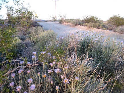 More Mojave asters along the powerline road near Kelso Peak