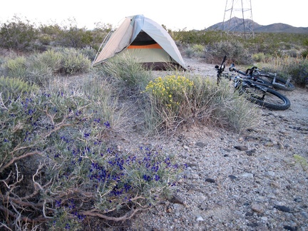 Indigo bush blooms near my tent close to the powerline road