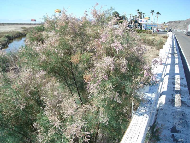 Trees with pink blossoms in the wash under the bridge
