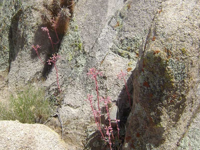 A few desert dudleya grow in the rocks along the old road