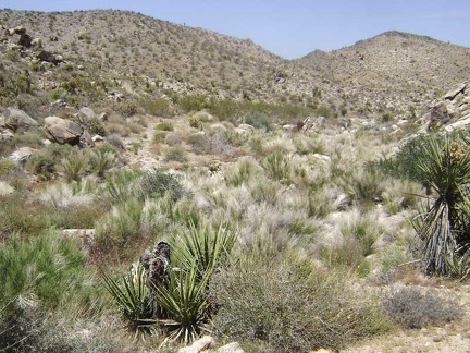 The old road crosses the dry creek here in the grasses and then begins its ascent up the hillside