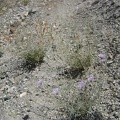 Flowers growing in the middle of the old road