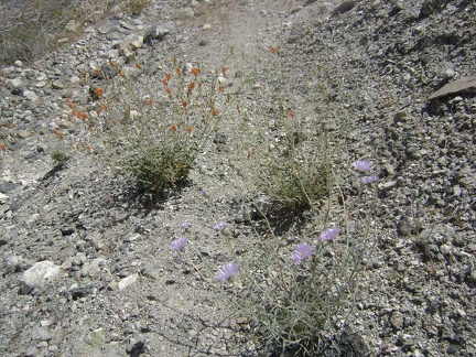 Flowers growing in the middle of the old road