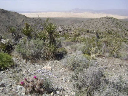 Hill 1114 also offers an excellent view of the Kelso Dunes from above