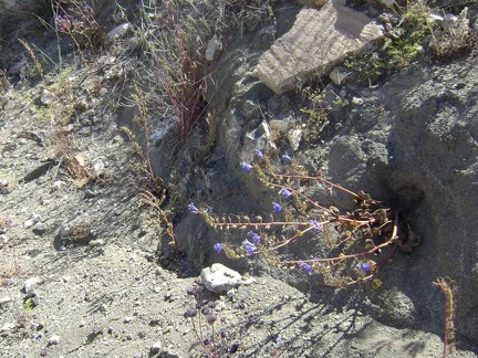 Other splashes of color are provided by the fairly abundant phacelia flowers in the area