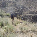 I'm not getting tired of the flowers, rocks and cacti as I walk back down to Devil's Playground Wash