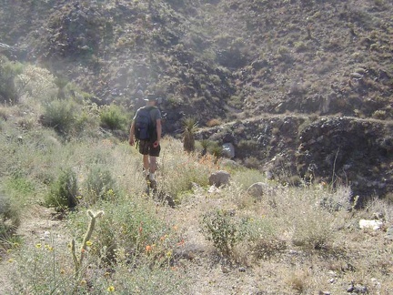 I'm not getting tired of the flowers, rocks and cacti as I walk back down to Devil's Playground Wash