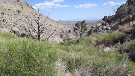 I walk down a rocky slope and join a brushy drainage that should lead to Black Diamond Spring