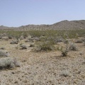 Parts of this fan host fewer creosote bushes than usual, allowing many tufts of ankle-low grasses to grow