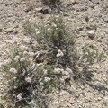 Some of the buckwheats growing around here look rather old