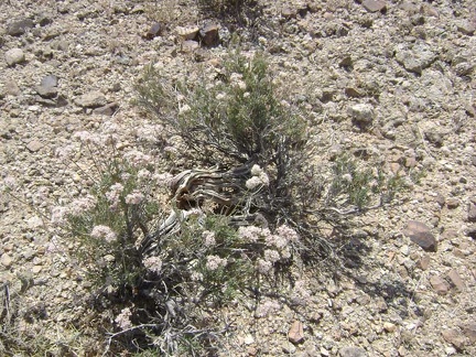 Some of the buckwheats growing around here look rather old