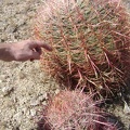It's hard to resist touching (carefully) the hard spines of a barrel cactus once in a while