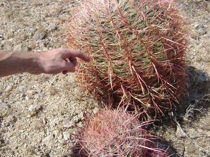 It's hard to resist touching (carefully) the hard spines of a barrel cactus once in a while