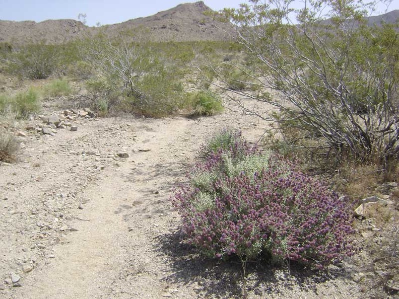 I'm starting to see a few purple blooming sages in this area like the ones I saw yesterday on the way to Tough Nut Mine