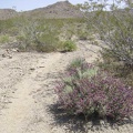 I'm starting to see a few purple blooming sages in this area like the ones I saw yesterday on the way to Tough Nut Mine