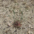Naked buckwheat (eriogonum nudum) is fairly common around here