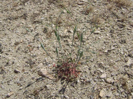 Naked buckwheat (eriogonum nudum) is fairly common around here