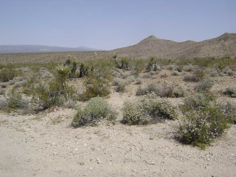 Glancing north, I see a piece of the north fork of Globe Mine Road slithering around a hill