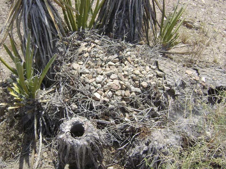  At the base of these yuccas is a pile of twigs covered with gravelly rock