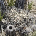  At the base of these yuccas is a pile of twigs covered with gravelly rock