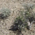 More white-flowered buckwheat