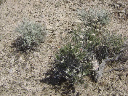 More white-flowered buckwheat