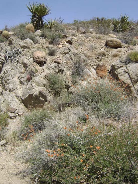 Desert mallow growing in the Bolder Spring wash