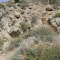 Desert mallow growing in the Bolder Spring wash