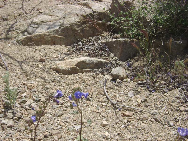 08507-blue-flowers-800px.jpg