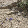 Blue flowers in the Bolder Spring wash
