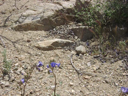 Blue flowers in the Bolder Spring wash