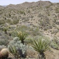 I've decided to aim for the top of the unnamed hills ahead between Bolder Spring wash and the north fork of Globe Mine Road