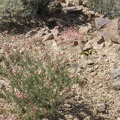 A pink-flowering buckwheat attracts a butterfly