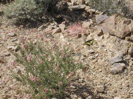 A pink-flowering buckwheat attracts a butterfly