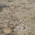 Lots of scat around these boulders