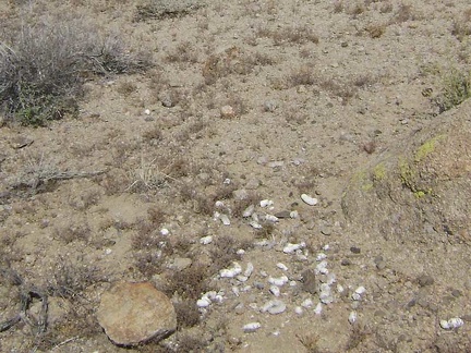 Lots of scat around these boulders