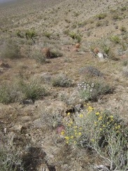 Scattered flowers add some color to the descent toward Globe Mine Road