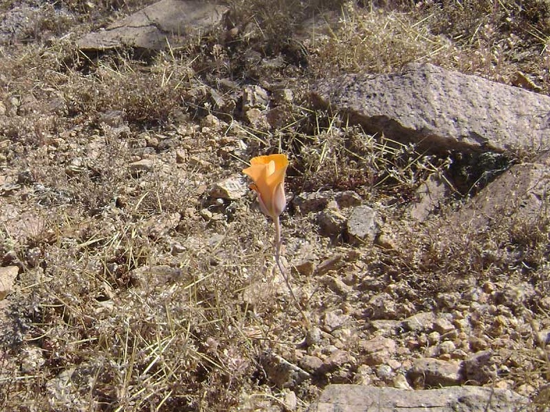 A lonely flower near the mine site