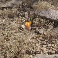 A lonely flower near the mine site