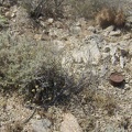 I come across a number of old cans as I hike over the little hill and leave the mine area