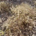 Close-up of one of the small grasses that populate this area