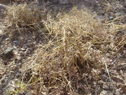 Close-up of one of the small grasses that populate this area