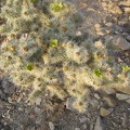 On the way back to camp from the Good Hope Mine, I notice a cactus that has green flowers