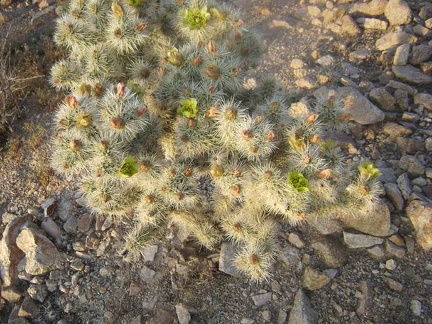 On the way back to camp from the Good Hope Mine, I notice a cactus that has green flowers