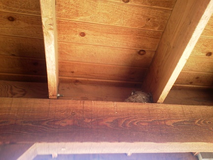 It's Saturday, so the Hole-in-the-wall Visitor Centre is open; this Say's Phoebe nest is nearby whether open or not